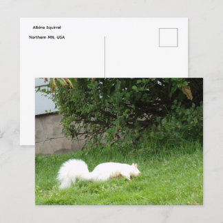 Cartão Postal de Esquilo Albino