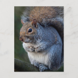 Cartão postal de Esquilo de cinza