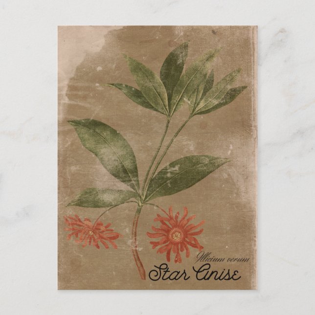 Cartão postal de Estilo Vintage - Anis Herb (Frente)