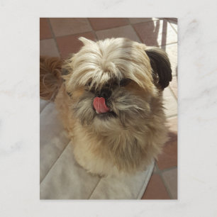 Cartão postal de exibição de cão Shih Tzu