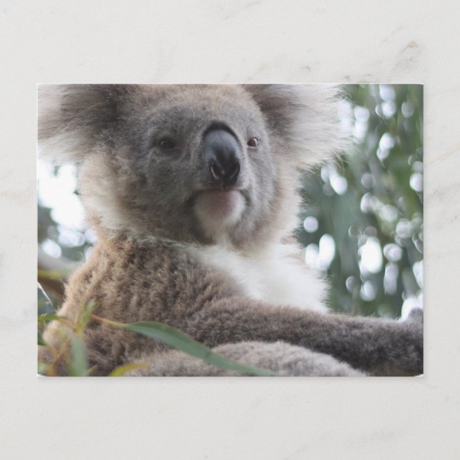 Cartão postal de Fatos do Urso Koala (Frente)