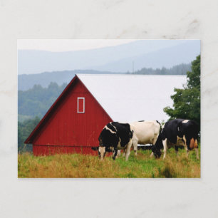 Cartão postal de Fazenda Vaca Vermont