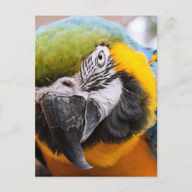 Cartão postal de Fechamento Macaw (Frente)