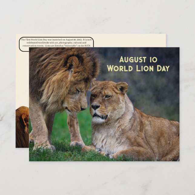 Cartão Postal De Festividades 10 de agosto, Dia Mundial do Leão (Frente/Verso)