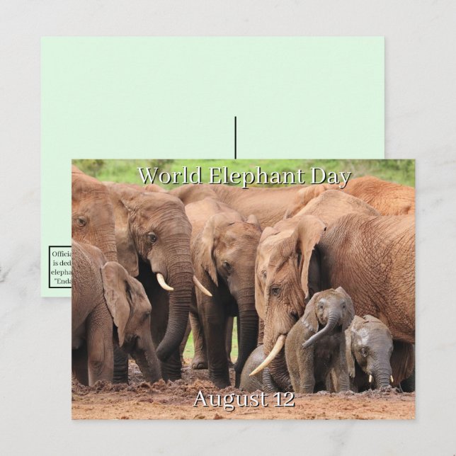 Cartão Postal De Festividades 12 de agosto - Dia Mundial do Elefante (Frente/Verso)