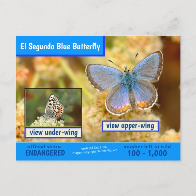 Cartão Postal De Festividades A Borboleta Azul El Segundo está ameaçada (Frente)