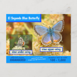 Cartão Postal De Festividades A Borboleta Azul El Segundo está ameaçada -3/2020 