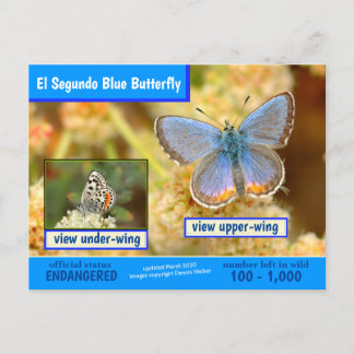 Cartão Postal De Festividades A Borboleta Azul El Segundo está ameaçada -3/2020