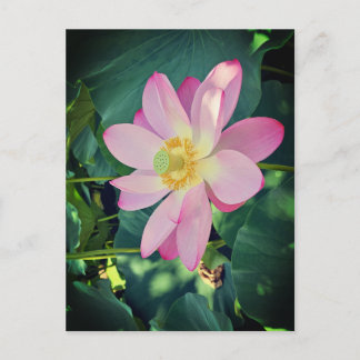 Cartão Postal De Festividades A vibrant lotus flower