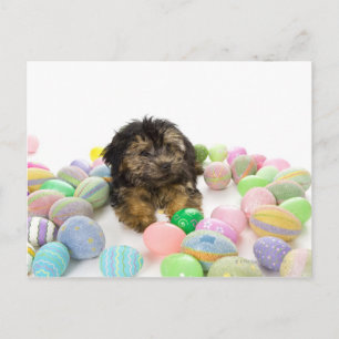 Cartão Postal De Festividades A Yorkie-poo puppy and Easter eggs.