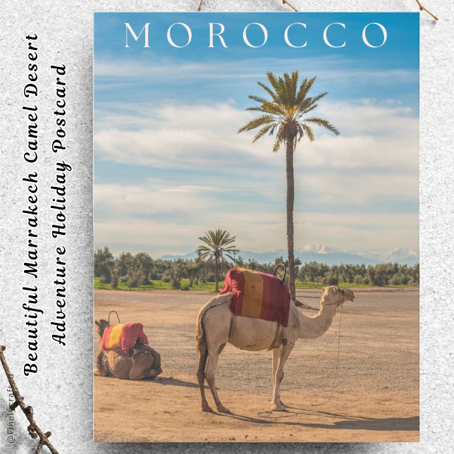 Cartão Postal De Festividades Adventure Marrakech Camel (Criador carregado)