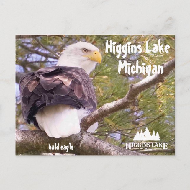 Cartão Postal De Festividades Águia-careca no lago Higgins, Michigan (Frente)