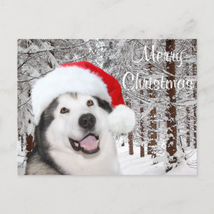Cartão Postal De Festividades Alaskan Malamute Natal