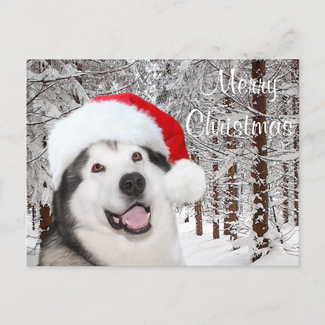 Cartão Postal De Festividades Alaskan Malamute Natal (Frente)
