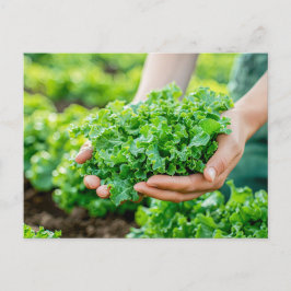 Cartão Postal De Festividades Alface Fresca com Verdes Vibrantes