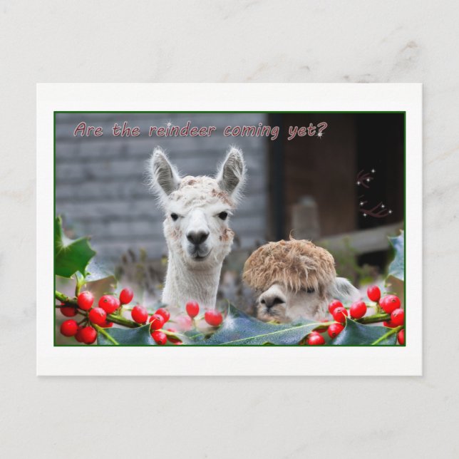 Cartão Postal De Festividades Alpaca Christmas (Frente)