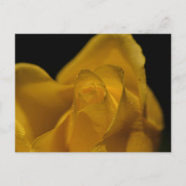 Cartão Postal De Festividades Amarelo-Elegante-Solteiro Rosa Fechar