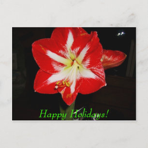 Cartão Postal De Festividades amaryllis, boas festas!
