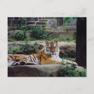 Cartão Postal De Festividades Ano do Tigre