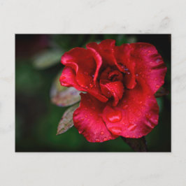 Cartão Postal De Festividades Arte Fotográfica - Flor Vermelho na Chuva.