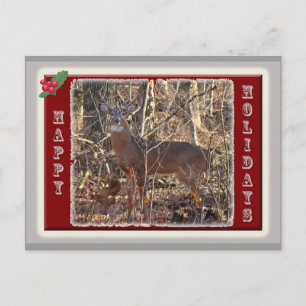Cartão Postal De Festividades Artigos dos cervos de Whitetail boas festas