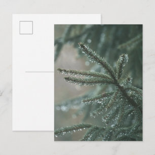 Cartão Postal De Festividades Árvore de abeto verde close-up, estética de Natal