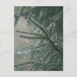 Cartão Postal De Festividades Árvore de abeto verde close-up, estética de Natal