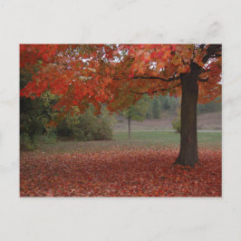 Cartão Postal De Festividades Árvore de bordo vermelho da queda - cartão