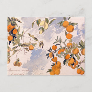 Cartão Postal De Festividades Árvores frutas - Edward Lear