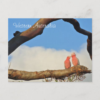 Cartão Postal De Festividades Aves da Austrália Ocidental