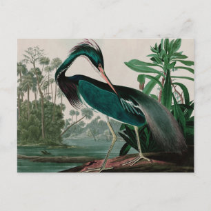 Cartão Postal De Festividades Aves do Herão da Louisiana da América Impressão Au