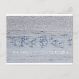 Cartão Postal De Festividades Avocet Beauty