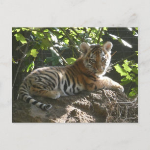 Cartão Postal De Festividades Baby Tiger in the Sun DIY Postcard