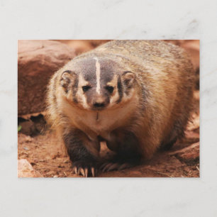 Cartão Postal De Festividades Badger