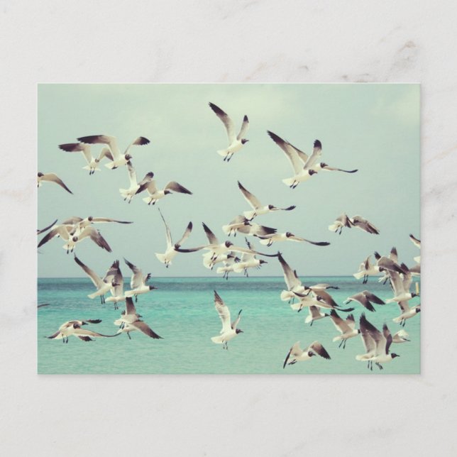 Cartão Postal De Festividades Bando de gaivotas voando acima do oceano. (Frente)
