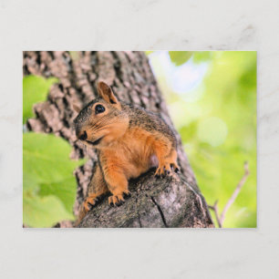 Cartão Postal De Festividades Bashful