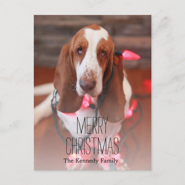 Cartão Postal De Festividades basset hound, natal, natal e natal (Frente)