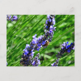 Cartão Postal De Festividades Bee foraging on lavender in the Drôme provencale