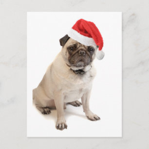 Cartão Postal De Festividades Beige pug with red santa hat on
