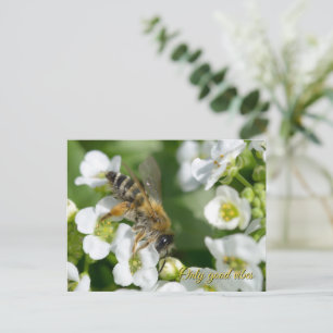 Cartão Postal De Festividades Bela abelha em flores brancas
