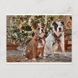 Cartão Postal De Festividades Bela salvação de Natal Pitbull e Boi Cão da Am