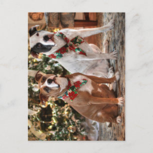 Cartão Postal De Festividades Bela salvação de Natal Pitbull e Boi Cão da Améric