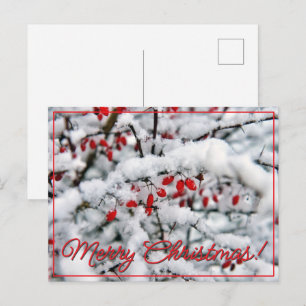 Cartão Postal De Festividades Belas frutas vermelhas e neve