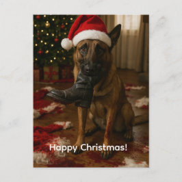 Cartão Postal De Festividades Belgian Malinois Eaten Santa Christmas postcard