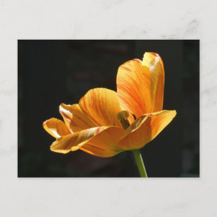 Cartão Postal De Festividades Belo Tulipa Laranja Fechar Cartão-postal DIY