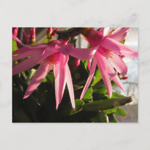 Cartão Postal De Festividades Belos Flores de Cactus Páscoas