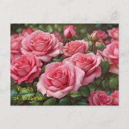 Cartão Postal De Festividades Belos Rosas do Cartão-postal da Bulgária