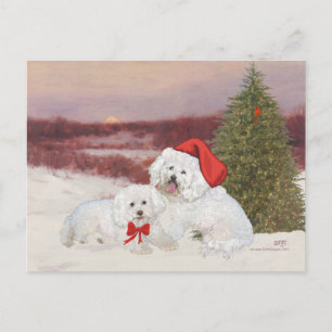 Cartão Postal De Festividades Bichon Frise Christmas