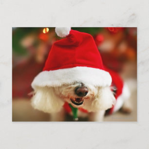 Cartão Postal De Festividades Bichon Frise puppy wearing Santa costume