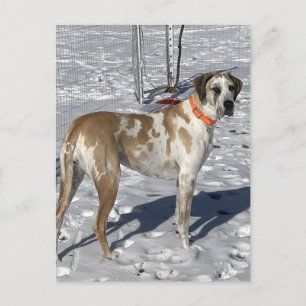 Cartão Postal De Festividades Big Fawnequin Great Dane dog Olhos tristes Cara de